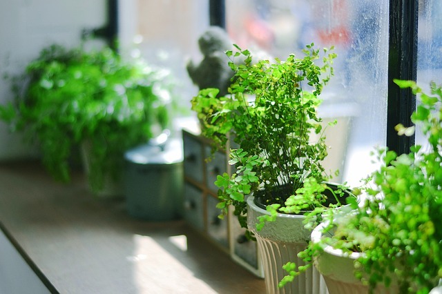 Las plantas y el aire acondicionado